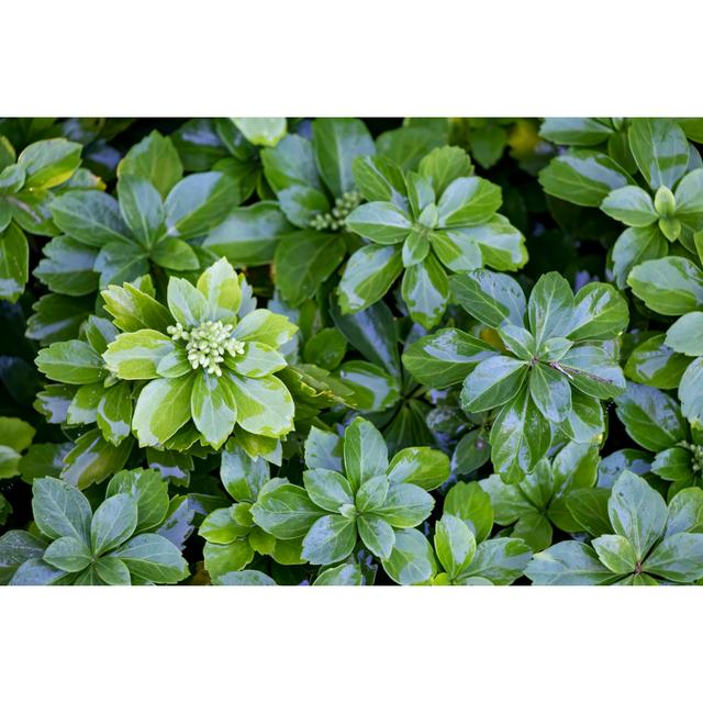 Close-up Of Pachysandra by JENNIFER E. WOLF - Wrapped Canvas Print 17 Stories Size: 20cm H x 30cm W on Productcaster.