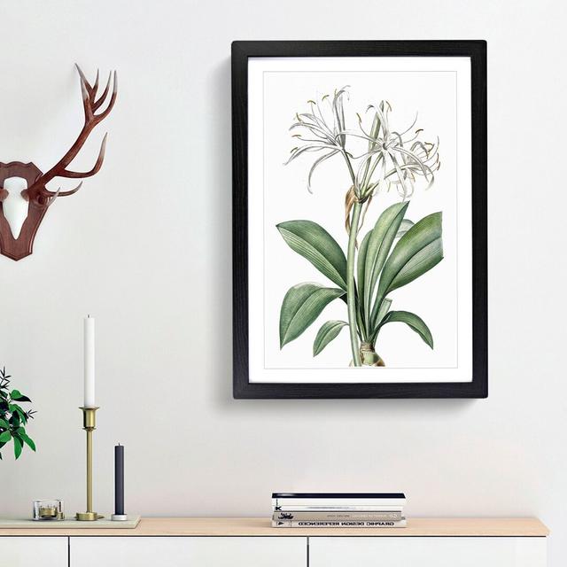 Spider Lily Flowers by Pierre-Joseph Redoute - Picture Frame Painting Print East Urban Home Size: 36cm H x 27cm W x 2cm D, Frame Option: Black Framed on Productcaster.