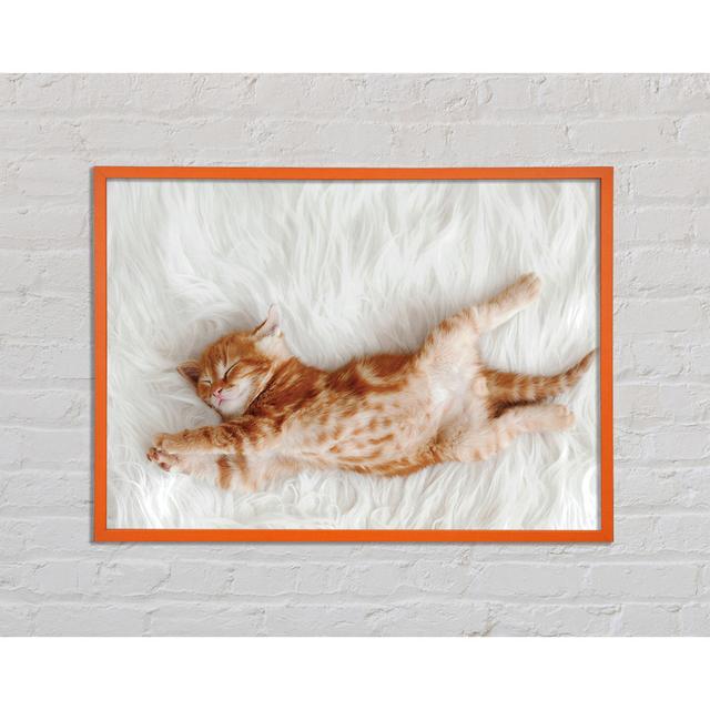 Antinette Kitten Cat Belly - Single Picture Frame Art Prints Brayden Studio Size: 59.7cm H x 84.1cm W x 2cm D on Productcaster.