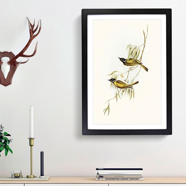 Swan River Honeyeaters by Elizabeth Gould - Picture Frame Art Prints East Urban Home Frame Option: Black Framed, Size: 36cm H x 27cm W x 2cm D on Productcaster.