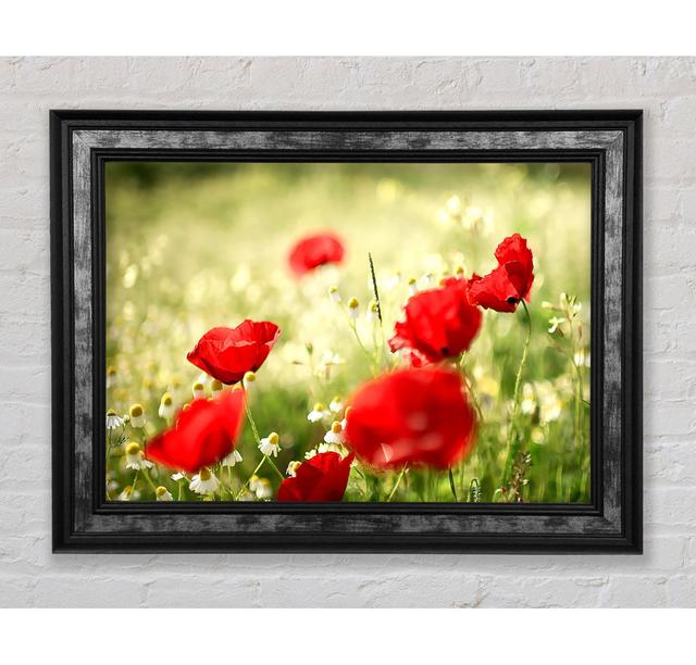 Poppies And Chamomile - Print Bright Star Size: 59.7cm H x 84.1cm W x 8cm D on Productcaster.