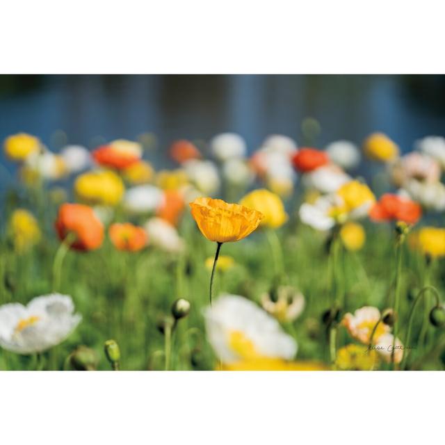 'Poppy Field' by Elise Catterall - Wrapped Canvas Photograph Print Ebern Designs Size: 51cm H x 76cm W on Productcaster.