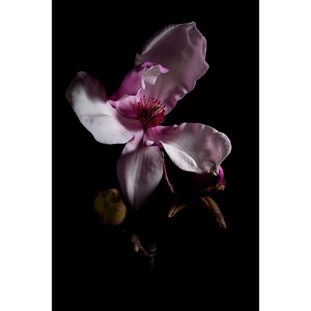 Magnolia Bloom von LICreate - Druck auf Leinwand ohne Rahmen 17 Stories Größe: 60 cm H x 40 cm B on Productcaster.