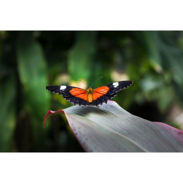 Vivelle Butterfly by Purmakdesigns - Wrapped Canvas Photograph 17 Stories Size: 61cm H x 91cm W x 3.8cm D on Productcaster.