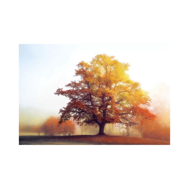 Glowing Warmth by Lars van de Goor - Wrapped Canvas Graphic Art Latitude Run Size: 45.72cm H x 66.04cm W x 3.81cm D on Productcaster.