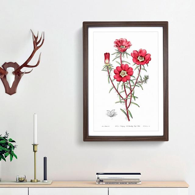 Pink Rose Moss Flowers - Picture Frame Painting Print East Urban Home Size: 48cm H x 36cm W x 2cm D, Frame Option: Walnut Framed on Productcaster.