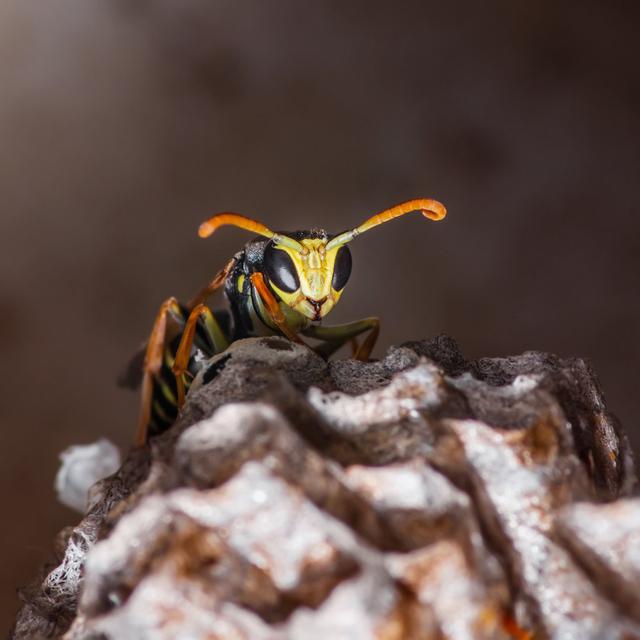 Barbery Wasp Nest - Print ClassicLiving Size: 76cm H x 76cm W x 3.8cm D on Productcaster.