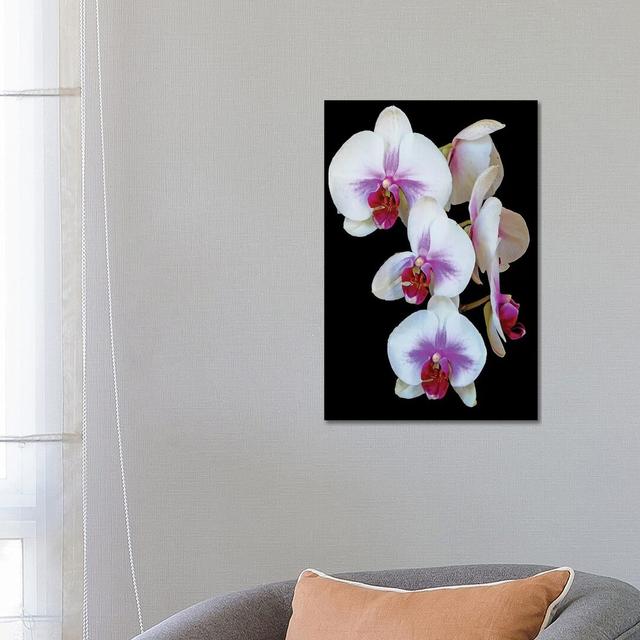 Orchids by Brian Wolf - Wrapped Canvas Gallery-Wrapped Canvas Giclée Ebern Designs Size: 66.04cm H x 45.72cm W on Productcaster.