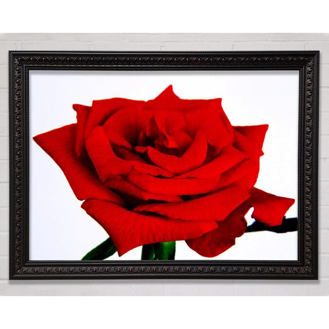 Red Rose In Bloom - Single Picture Frame Art Prints Canora Grey Size: 21cm H x 29.7cm W x 3cm D, Format: Black/Walnut Framed Paper on Productcaster.