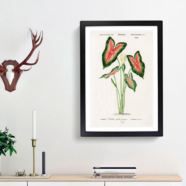 Elephant Ear Lily Flower by Charles D'Orbigny - Picture Frame Painting Print East Urban Home Frame Option: Black Framed, Size: 87cm H x 62cm W x 2cm D on Productcaster.