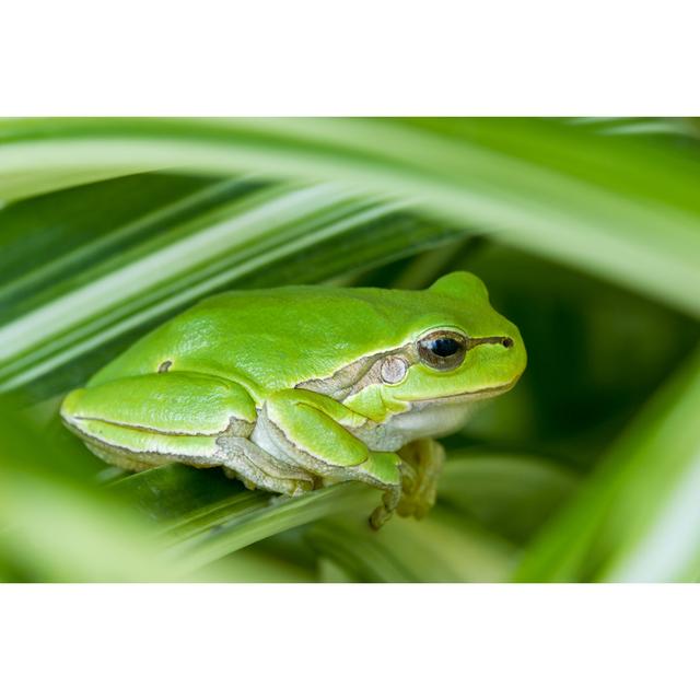 Little Green Frog by Photoiris2021 - Wrapped Canvas Photograph Latitude Run Size: 61 cm H x 91 cm W on Productcaster.