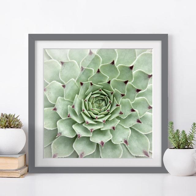 Rock Rose Jovibarba Hirta - Picture Frame Photograph Latitude Vive Frame Option: Grey Framed, Size: 50cm H x 50cm W x 2cm D on Productcaster.