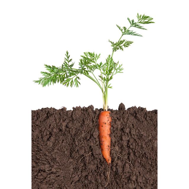 Carrot Plant In Soil by MediaProduction - No Frame Art Prints on Canvas Brambly Cottage Size: 91cm H x 61cm W on Productcaster.