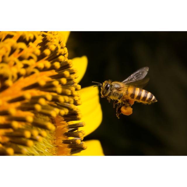 Branwen Bee - Wrapped Canvas Photograph Brambly Cottage Size: 61cm H x 91cm W x 3.8cm D on Productcaster.