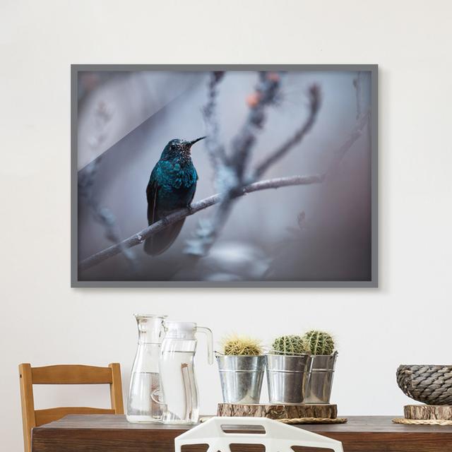 Hummingbird in Winter - Picture Frame Photograph Rosalind Wheeler Size: 70cm H x 100cm W x 2cm D, Frame Option: Grey Framed on Productcaster.