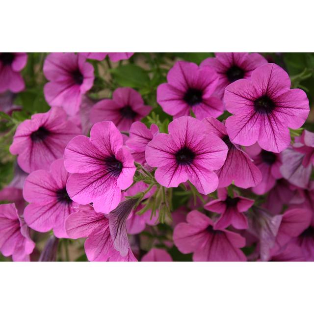 Pink Petunia by Lya_Cattel - No Frame Art Prints on Canvas 17 Stories Size: 20cm H x 30cm W on Productcaster.