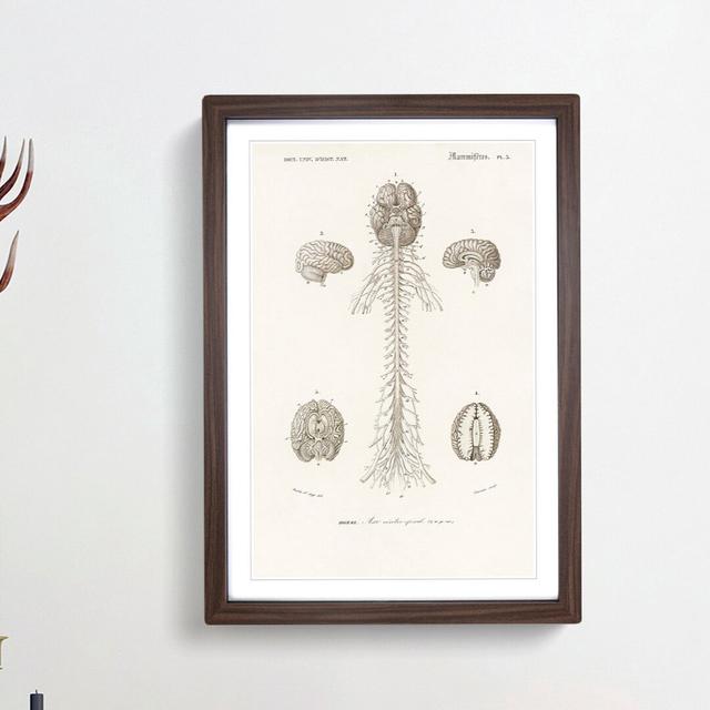 Human Brain Illustration by Charles d'Orbigny - Picture Frame Drawing Print East Urban Home Frame Option: Walnut Framed, Size: 48cm H x 36cm W x 2cm D on Productcaster.