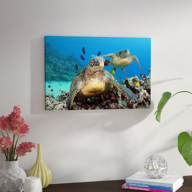 Two Green Sea Turtle by David Fleetham - Wrapped Canvas Photograph Print East Urban Home Size: 41cm H x 61cm W x 4cm D on Productcaster.