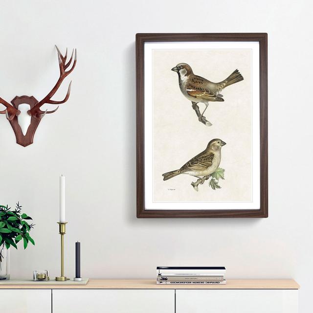 Chiffchaff & Sparrow by Von Wright - Picture Frame Painting Print East Urban Home Size: 36cm H x 27cm W x 2cm D, Frame Option: Walnut Framed on Productcaster.