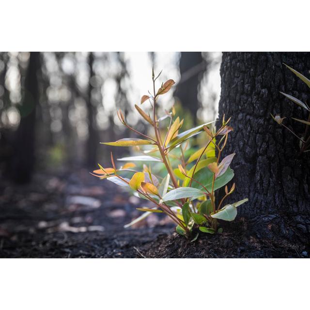 Bushfire Regrowth by Unknown - Wrapped Canvas Photograph 17 Stories Size: 20cm H x 30cm W on Productcaster.