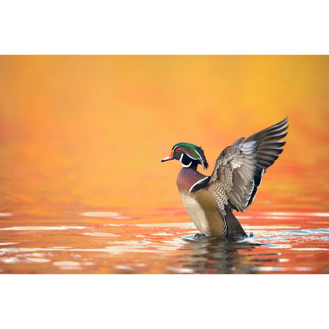 Water Bird Glimpse III by PHBurchett - Wrapped Canvas Art Prints 17 Stories Size: 81cm H x 122cm W on Productcaster.