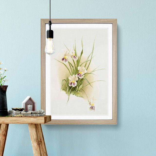 Magnolia Flowers Illustration Tab. 79 by Frederick Sander - Picture Frame Painting Print East Urban Home Size: 76cm H x 50cm W x 2cm D, Frame Option: on Productcaster.