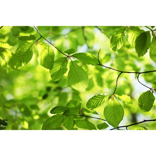 New Beech Leaves In Spring von Lubilub - Kunstdrucke 17 Stories Größe: 40 cm H x 60 cm B on Productcaster.