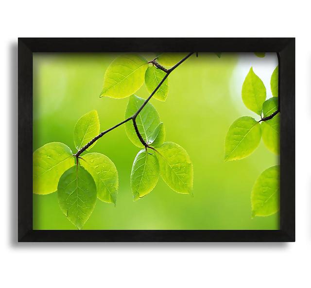 Branch with Green Leaves in the Sun - Picture Frame Graphic Art on Canvas Ophelia & Co. Size: 60cm H x 84cm W x 10cm D on Productcaster.