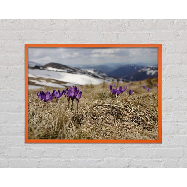 Purple Crocus Sprouting Through the Grass - Single Picture Frame Art Prints Union Rustic Size: 42cm H x 59.7cm W x 2cm D on Productcaster.