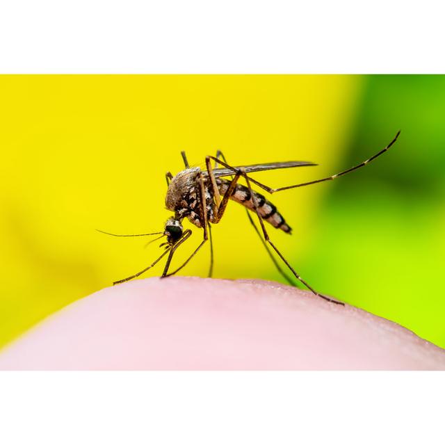 Dangerous Mosquito Bite by Nechaev-Kon - Wrapped Canvas Photograph Latitude Run Size: 20cm H x 30cm W on Productcaster.