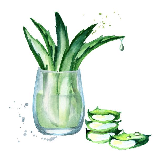 Extract of organic aloevera gel House of Hampton Size: 30cm H x 30cm W on Productcaster.