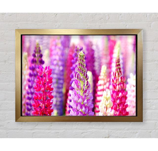 Pink And Purple Lupin Flowers - Print Brayden Studio Size: 84.1cm H x 118.9cm W x 3.4cm D, Format: Gold Framed Paper on Productcaster.