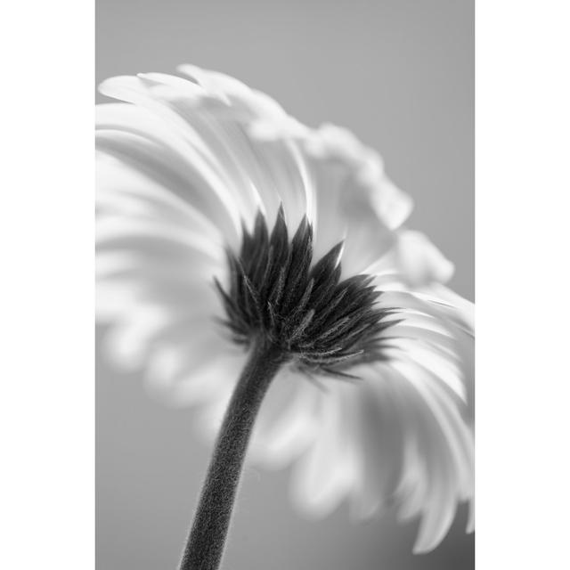 Gerber Daisy in Black and White by Ruth Peterkin - Wrapped Canvas Photograph Ebern Designs Size: 76cm H x 51cm W x 3.8cm D on Productcaster.