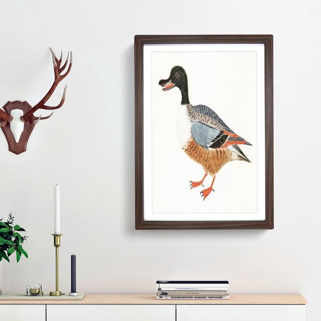 Shoveler Duck by Johan Teyler - Picture Frame Painting Print East Urban Home Size: 36cm H x 27cm W x 2cm D, Frame Option: Walnut Framed on Productcaster.