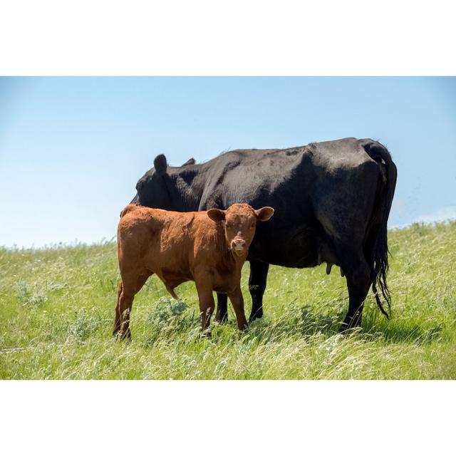 Mother Cow With Calf by Debibishop - No Frame Print on Canvas Natur Pur Size: 61cm H x 91cm W on Productcaster.