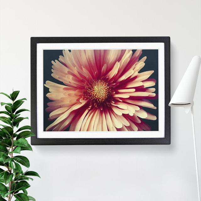 Fancy Chrysanthemum Flower - Picture Frame Graphic Art ClassicLiving Size: 46cm H x 64cm W x 2cm D, Frame Colour: Black on Productcaster.