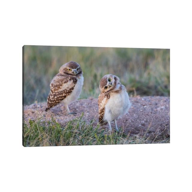 Two Young Burrowing Owls Stand At The Edge Of Their Natal Burrow by Elizabeth Boehm - Wrapped Canvas Print Latitude Run Size: 30.48cm H x 45.72cm W x on Productcaster.