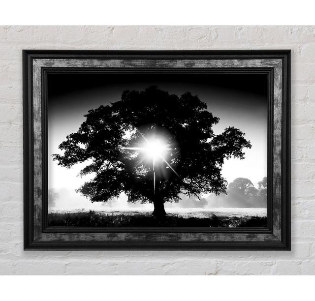 Sun Through The Tree B N W Framed Print Bright Star Size: 84.1cm H x 142.2cm W on Productcaster.