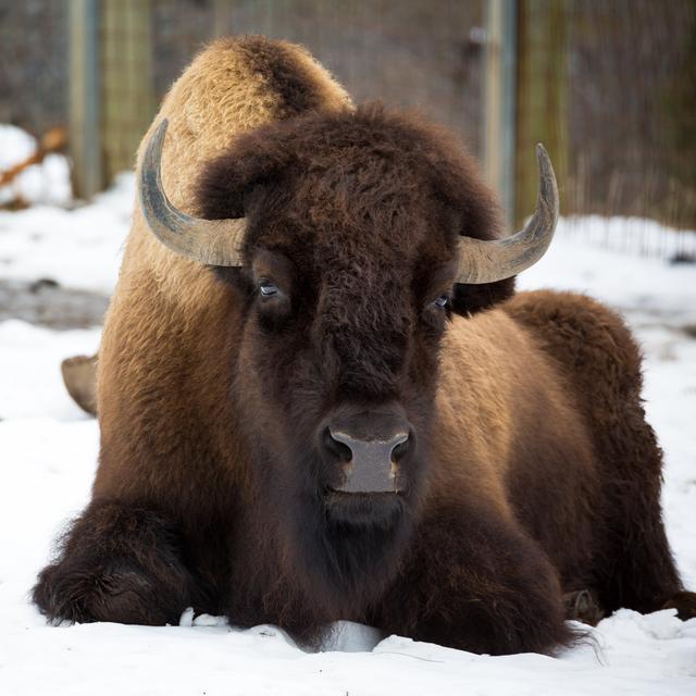 American Bison - Wrapped Canvas Photograph Natur Pur Size: 91cm H x 91cm W x 3.8cm D on Productcaster.