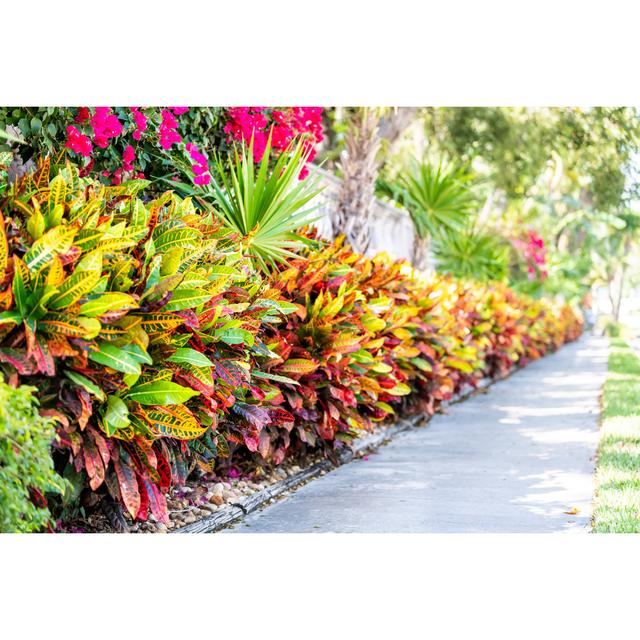 Vibrant Codiaeum Variegatum - Wrapped Canvas Photograph Ebern Designs Size: 20cm H x 30cm W on Productcaster.