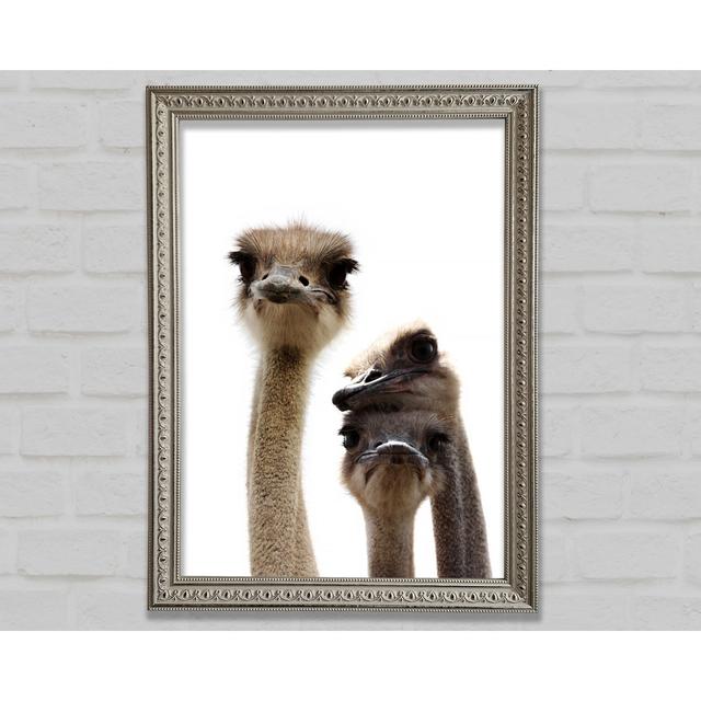 Ostrich Love Framed Print Ebern Designs Size: 29.7cm H x 42cm W on Productcaster.