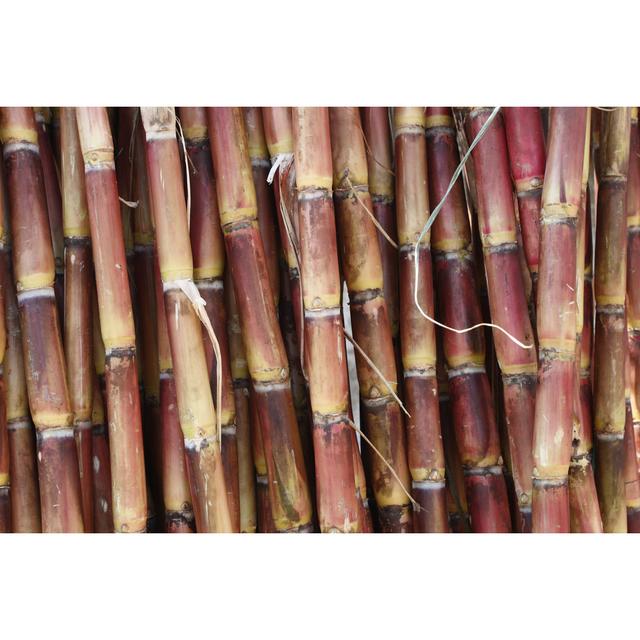 Sugarcane by VasukiRao - Print 17 Stories Size: 81cm H x 122cm W on Productcaster.