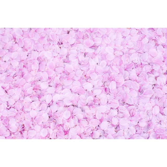 Cherry Blossom Petals - Wrapped Canvas Photograph 17 Stories Size: 81cm H x 122cm W on Productcaster.