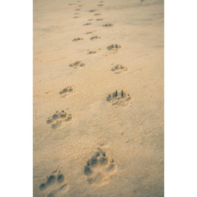 Dog Paw Footprint by Eamanver - Wrapped Canvas Photograph 17 Stories Size: 46cm H x 30cm W on Productcaster.