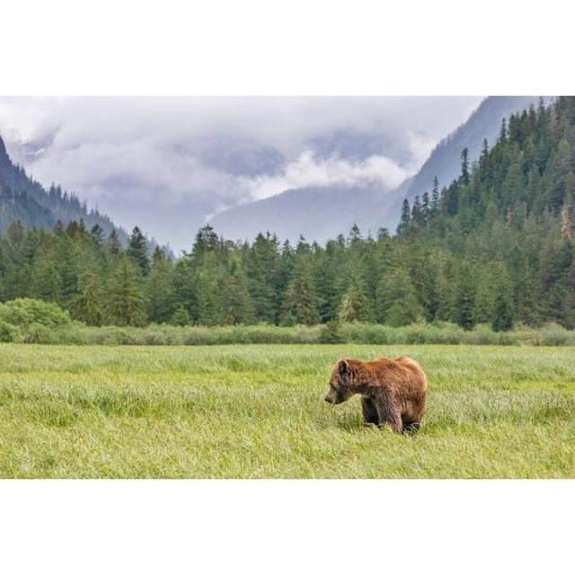 Grizzly Bear In A Meadow by KenCanning - Wrapped Canvas Art Prints Alpen Home Size: 30cm H x 46cm W on Productcaster.