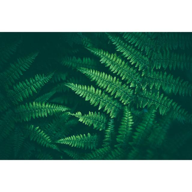 Fern Background - Wrapped Canvas Print Brambly Cottage Size: 61cm H x 91cm W x 3.8cm D on Productcaster.