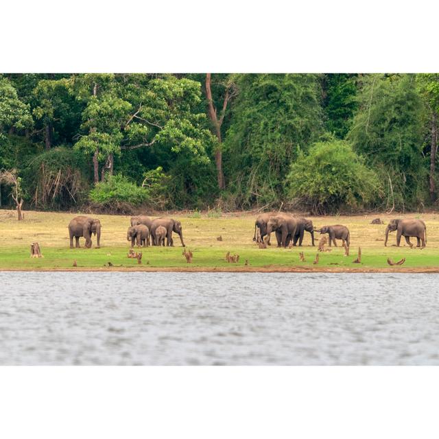 Elephants, Nagarhole by Ephotocorp - Wrapped Canvas Photograph Latitude Run Size: 61cm H x 91cm W on Productcaster.