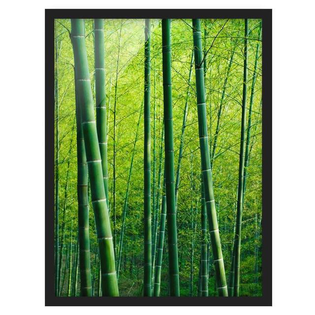 Bamboo Forest - Picture Frame Graphic Art Bay Isle Home Frame Option: Black Framed, Size: 70cm H x 50cm W x 2cm D on Productcaster.