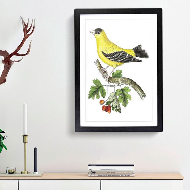 Golden Finch by George Shaw - Picture Frame Painting Print East Urban Home Frame Option: Black Framed, Size: 36cm H x 27cm W x 2cm D on Productcaster.