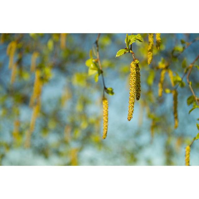 Birch Catkins by Eetum - Wrapped Canvas Print Ebern Designs Size: 61cm H x 91cm W x 3.8cm D on Productcaster.